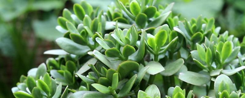 玉树怎么修剪，休眠期间将枝条短截10-25厘米